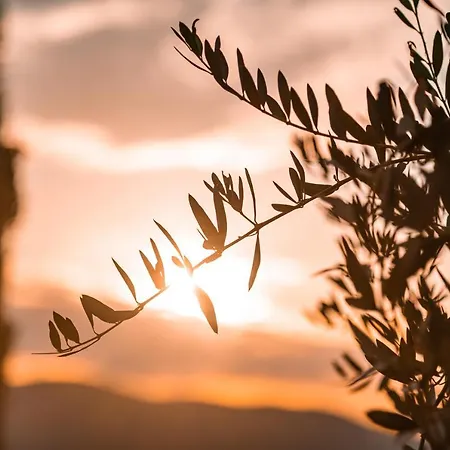 San Carlo A La Molinella