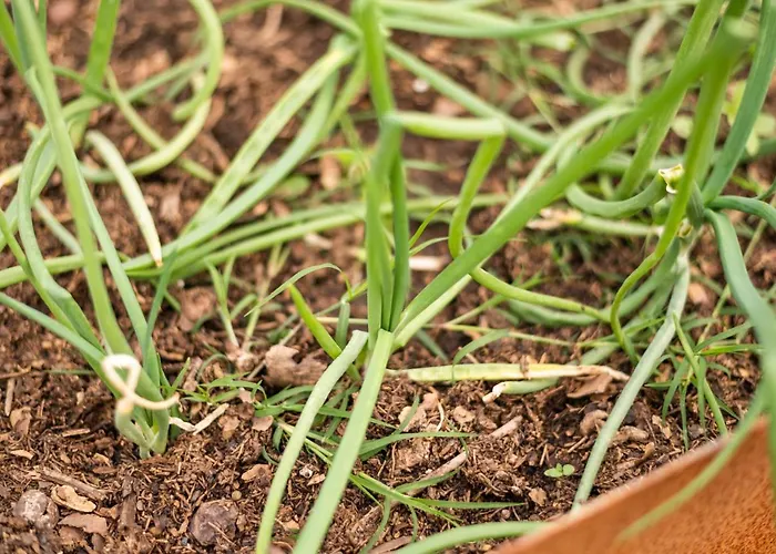 San Carlo A La Molinella Casa rural Città della Pieve