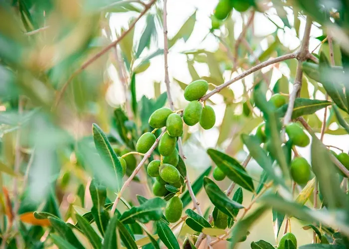 San Carlo A La Molinella Casa rural Città della Pieve